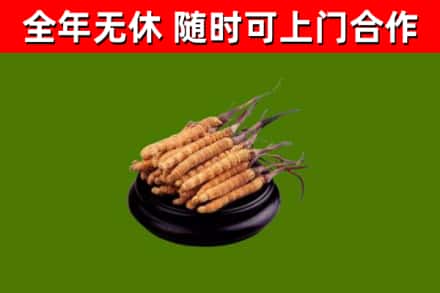 丹东市烟酒回收冬虫夏草.jpg